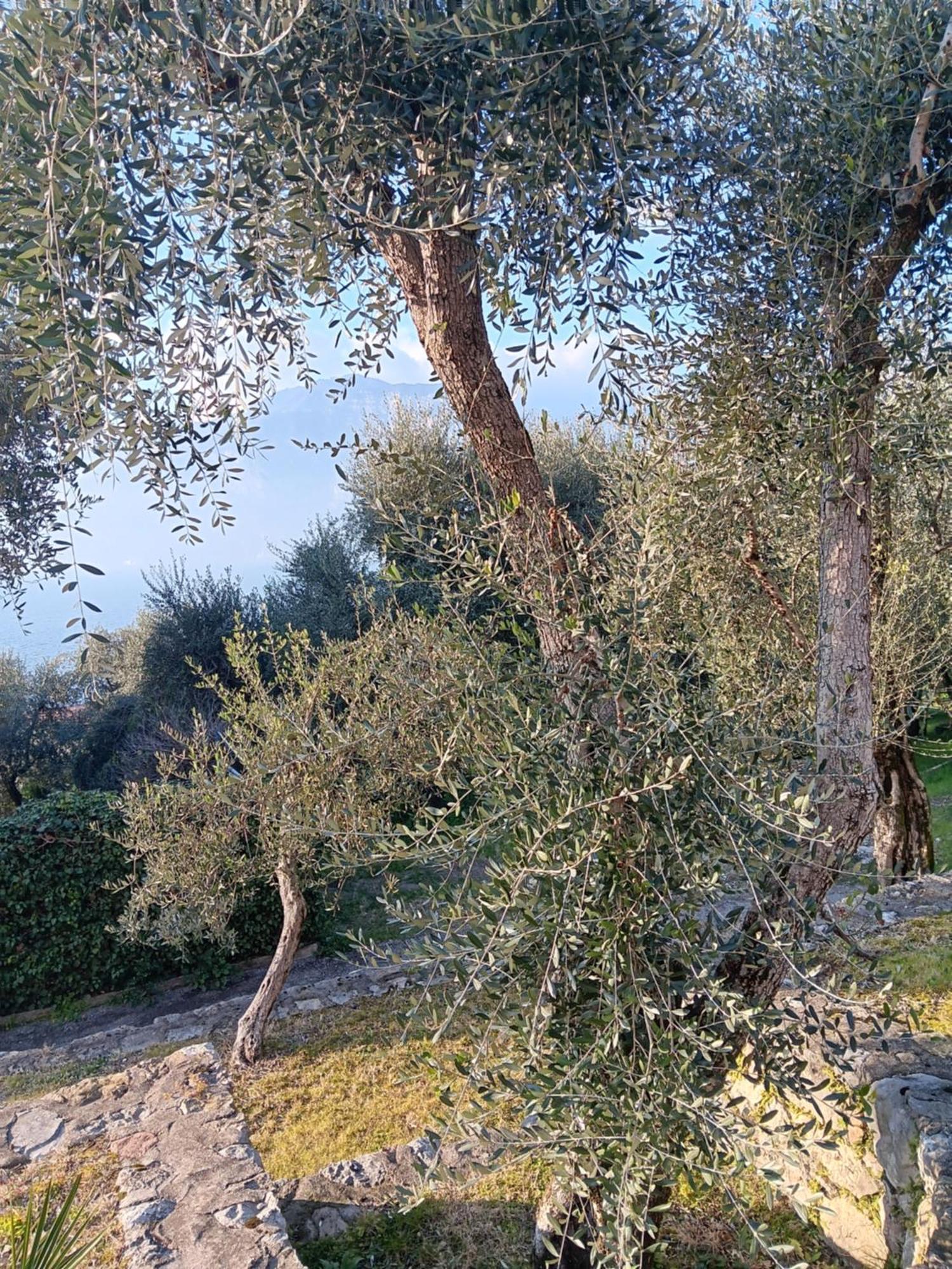 Appartamenti Albatros Brenzone sul Garda Buitenkant foto